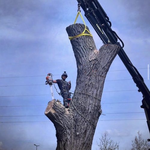 treesurgeon2.jpg